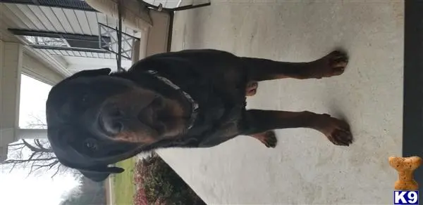 Rottweiler stud dog