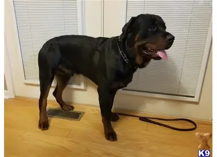 Rottweiler