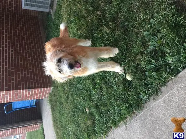 Australian Shepherd female dog