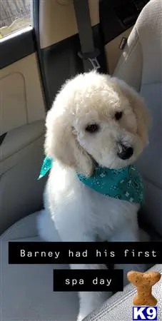 Poodle stud dog