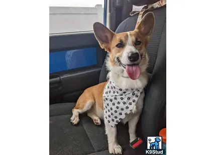 Pembroke Welsh Corgi