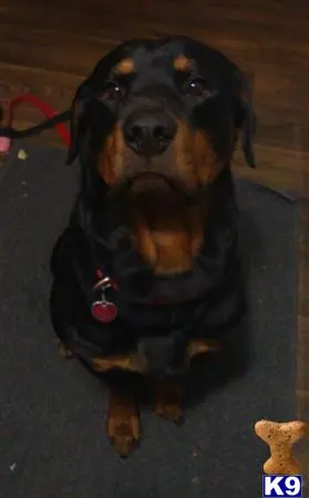 Rottweiler