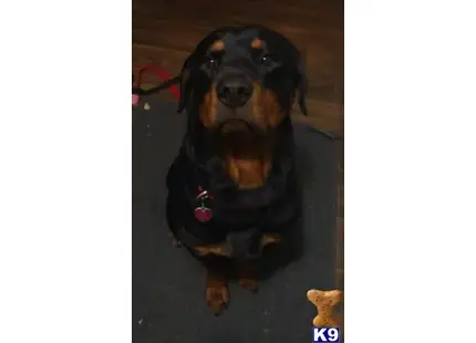 Rottweiler