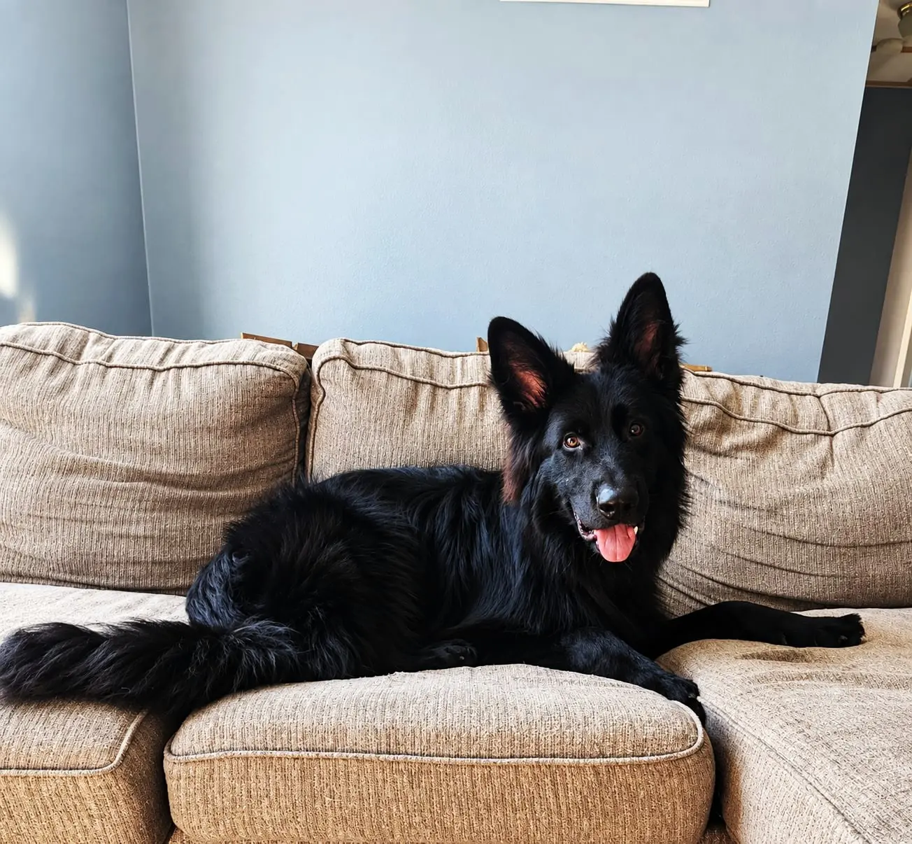 German Shepherd puppy for sale: Black German Shepherd lounging on a brown couch