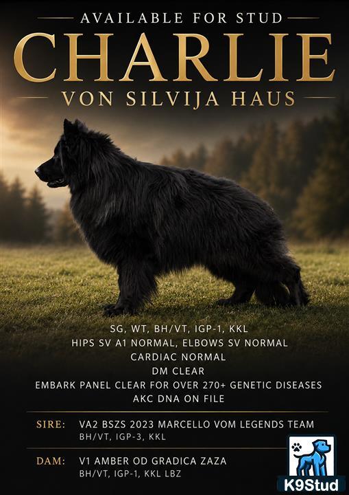 a black german shepherd dog walking on grass