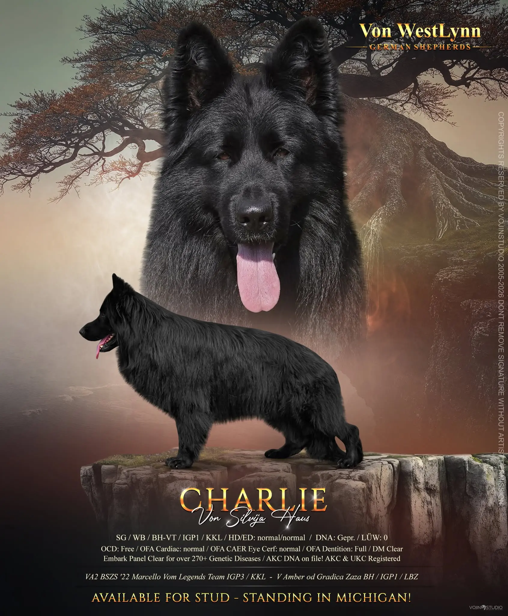 German Shepherd stud dog: Black German Shepherd standing proudly against a mystical forest backdrop