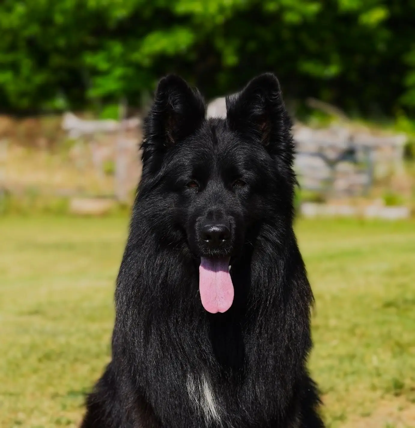 German Shepherd stud dog: Black dog with a thick coat sitting in a grassy field