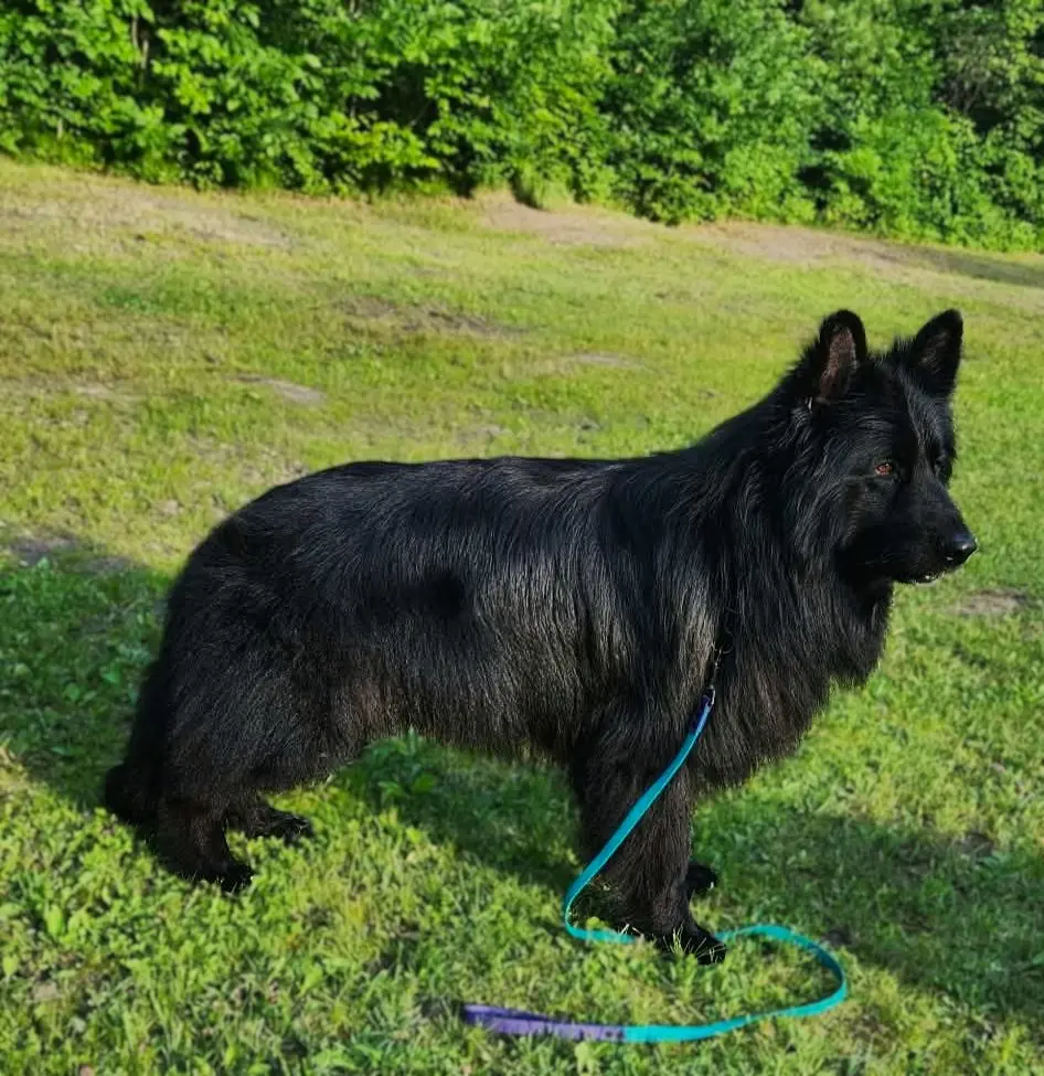 German Shepherd stud dog: Fluffy black dog standing on grass with a leash