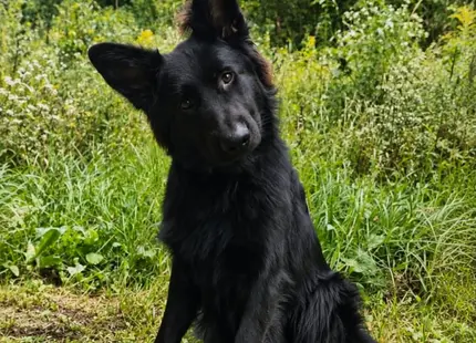 German Shepherd puppy for sale: Black German Shepherd sitting in a grassy outdoor setting