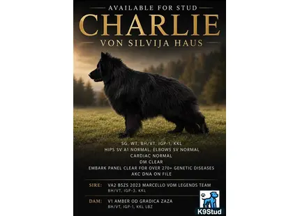German Shepherd stud dog: a black german shepherd dog walking on grass