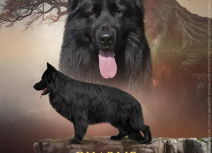 German Shepherd stud dog: Black German Shepherd standing proudly against a mystical forest backdrop