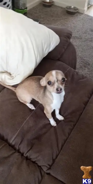 Chihuahua female dog: Tan and white Chihuahua sitting on a brown couch