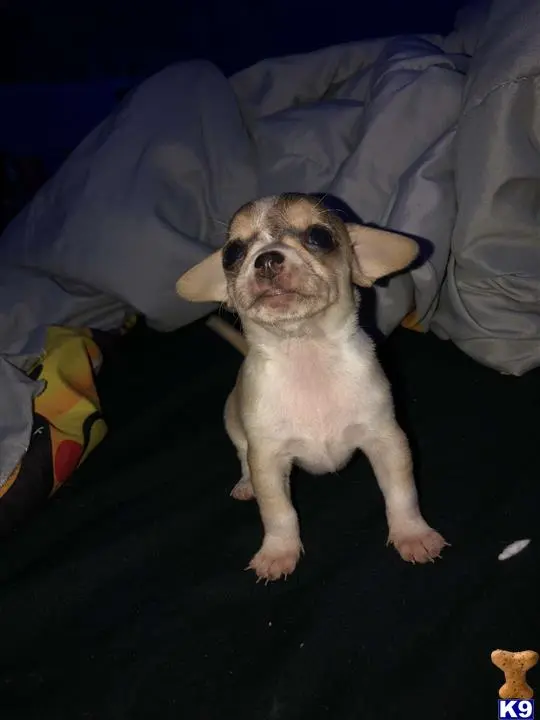Chihuahua female dog: Small tan Chihuahua puppy standing on a dark blanket