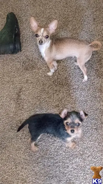 Chihuahua female dog: Two Chihuahuas on a carpet, one tan and one black