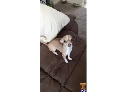 Chihuahua