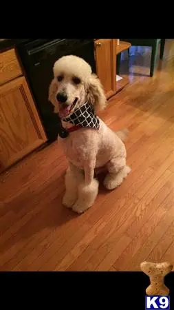 Poodle stud dog