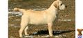 labrador retriever puppy posted by kaylacoleman