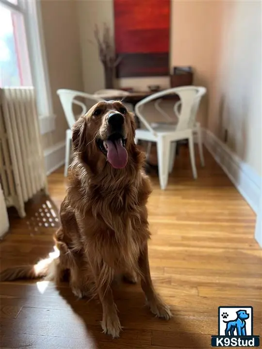 Golden Retriever female dog
