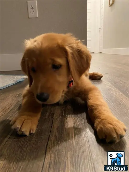 Golden Retriever female dog