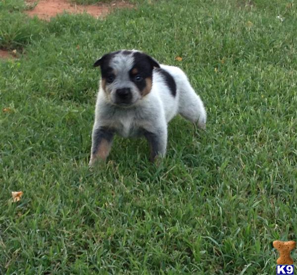 Australian Cattle Dog