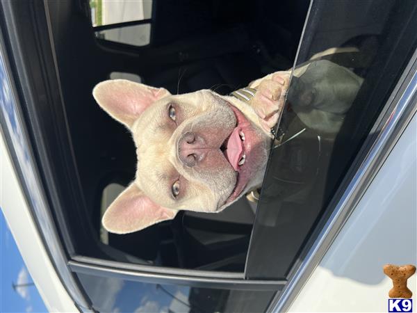 a pig sticking its tongue out