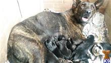 german shepherd puppy posted by kaytin