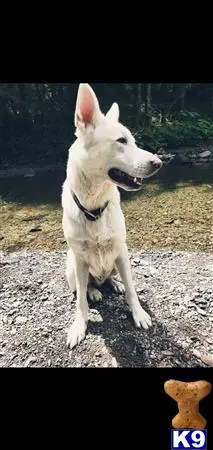 German Shepherd stud dog