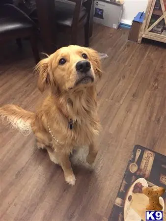 Golden Retriever stud dog