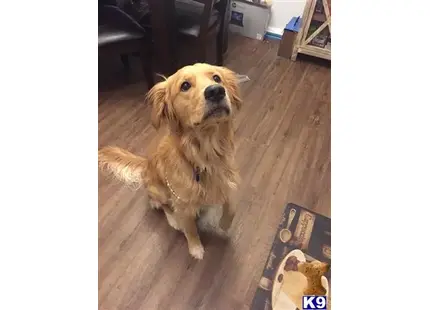 a golden retriever dog sitting on a wood floor