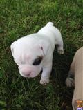 Old English Bulldog