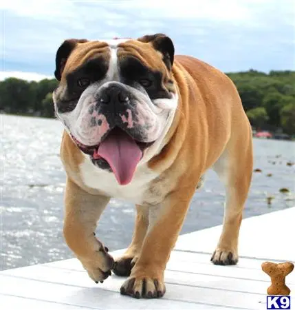 English Bulldog