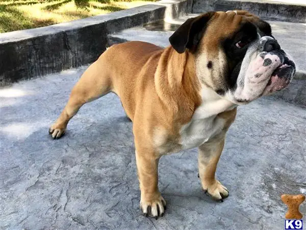 English Bulldog stud dog