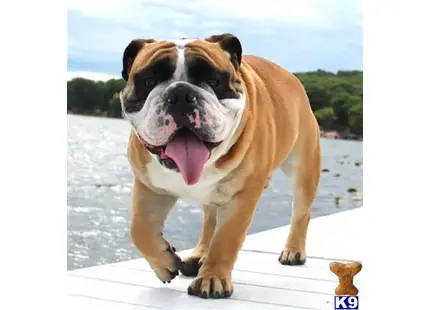 English Bulldog