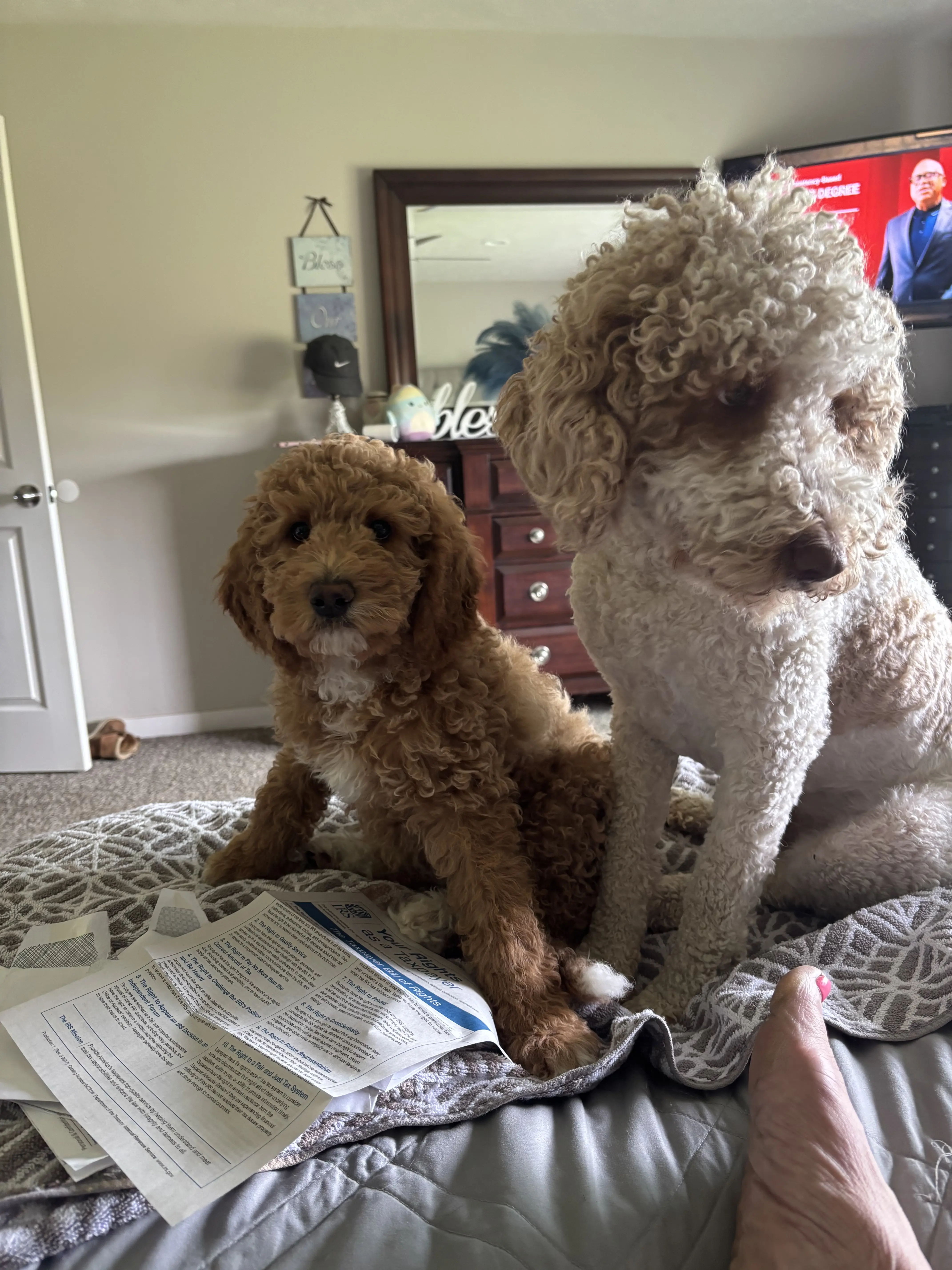 Labradoodle stud dog: Two Labradoodles sitting on a bed, one brown and one cream