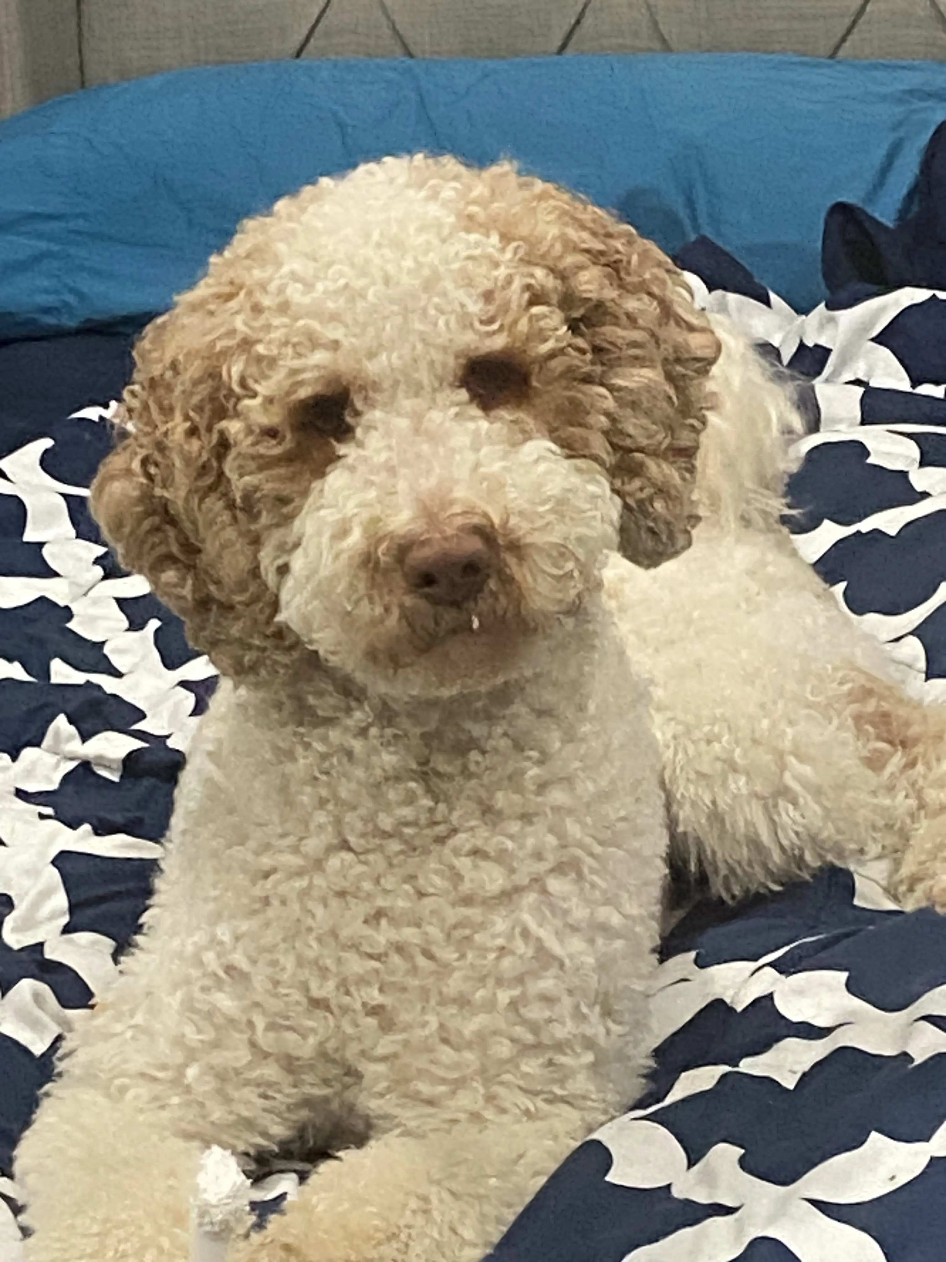 Labradoodle stud dog: Curly-coated cream and brown Labradoodle lying on a bed