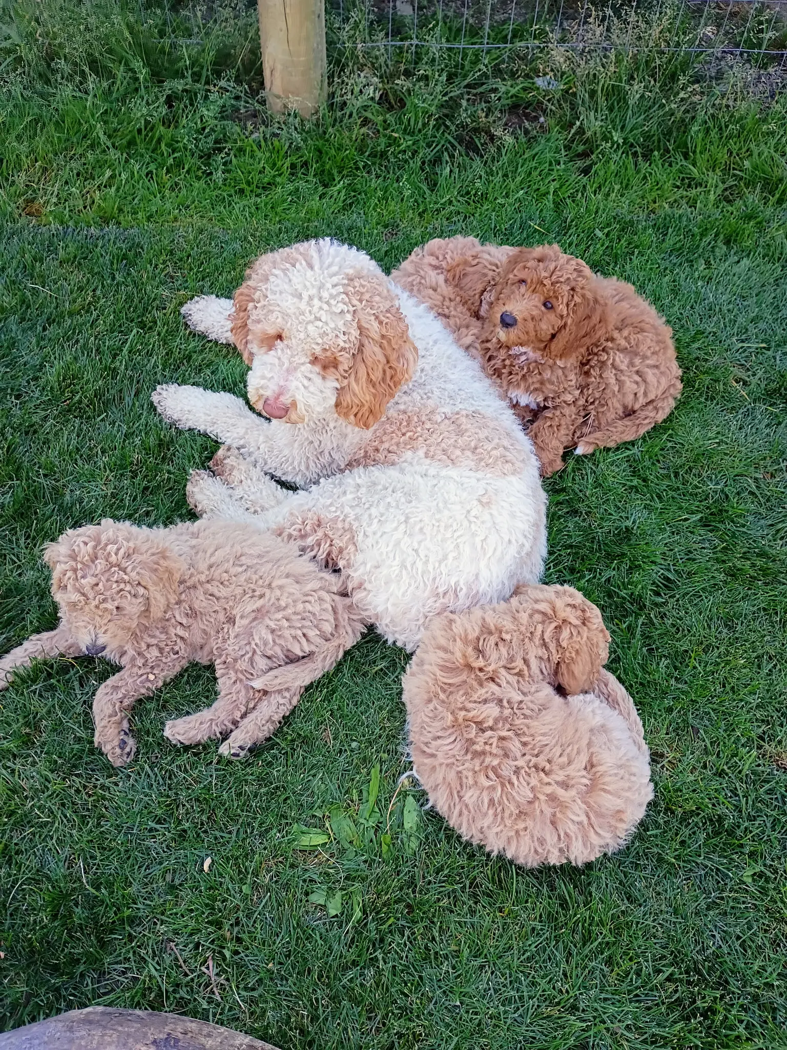 Labradoodle stud dog: Four Labradoodles resting on green grass