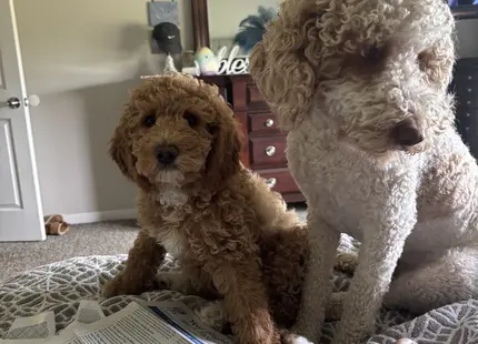 Labradoodle stud dog: Two Labradoodles sitting on a bed, one brown and one cream