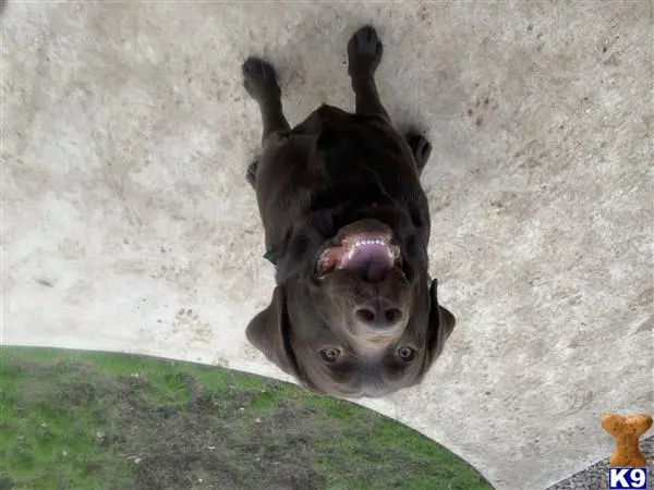 Labrador Retriever stud dog