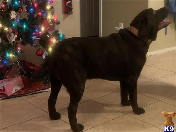 Labrador Retriever stud dog