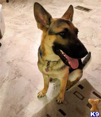 German Shepherd female dog