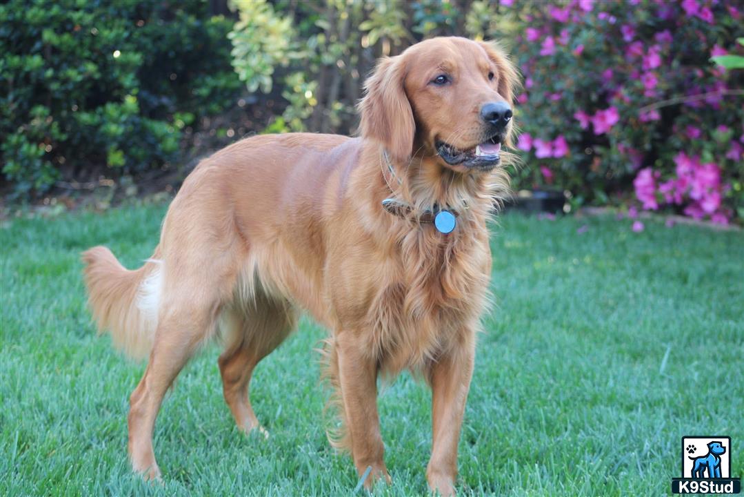 a golden retriever dog standing in a grassy area