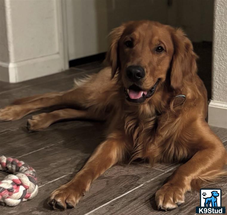 a golden retriever dog lying on the floor