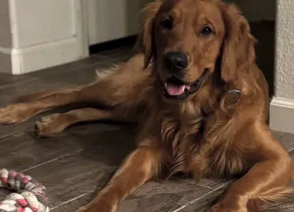 Golden Retriever stud dog: Golden Retriever lying on a wooden floor, smiling happily