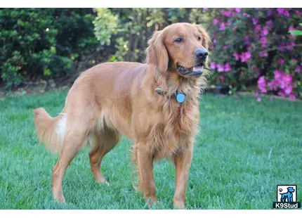 a golden retriever dog standing in a grassy area