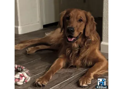 a golden retriever dog lying on the floor