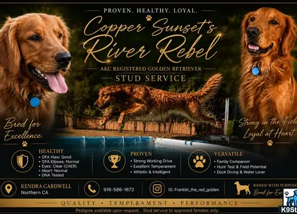 a group of golden retriever dogs