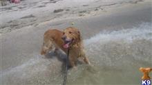 JackDaniel available Golden Retriever puppy located in AKRON