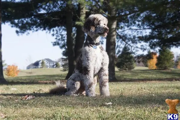 Poodle stud dog