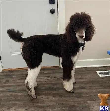 Poodle stud dog