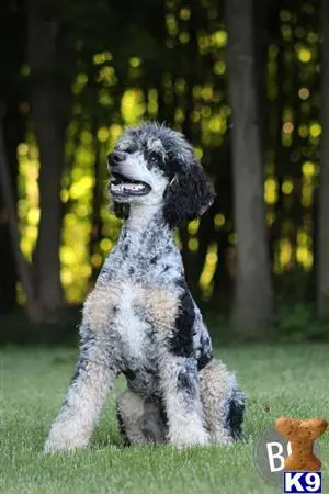 Poodle stud dog